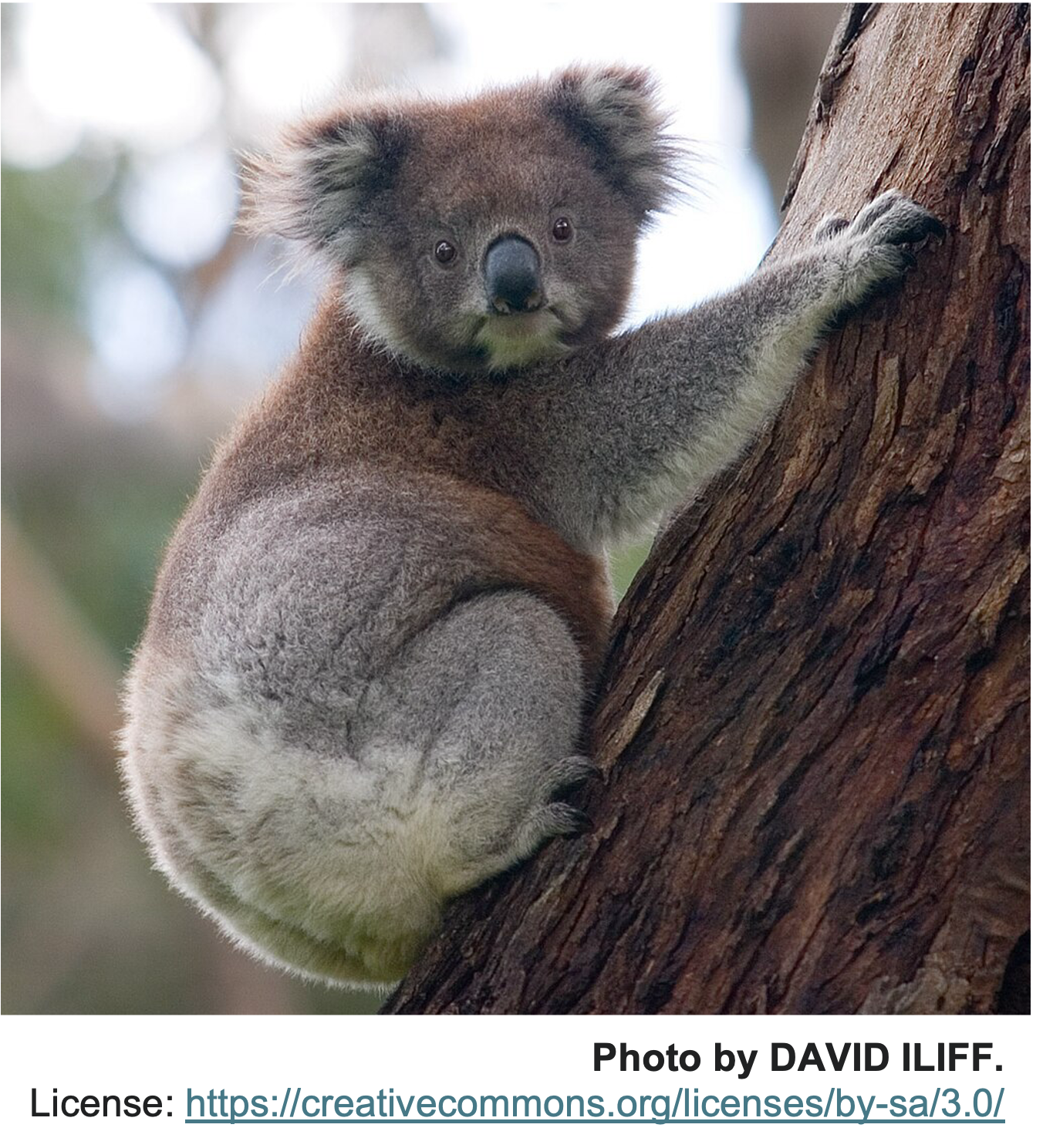 Koala (*Phascolarctos cinereus*)